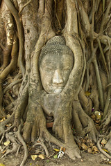 stone buddha head in the tree roots, Ayutthaya is old capital of
