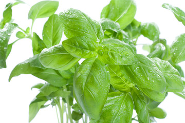 Fresh basil