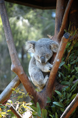 Koala asleep in a tree © SmudgeChris