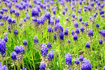 hyacinth field as a background
