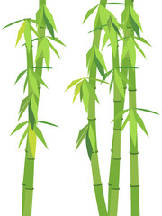 Fototapeta na wymiar Green bamboo with leaves isolated on white background