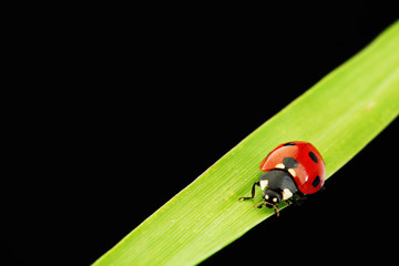 ladybug isolated on black