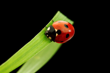 ladybug isolated on black