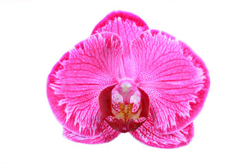 isolated single pink orchid