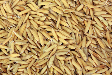 paddy rice