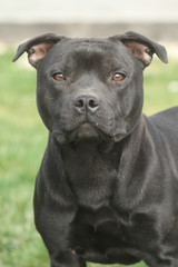 gros plan sur la tête du staffie - regard