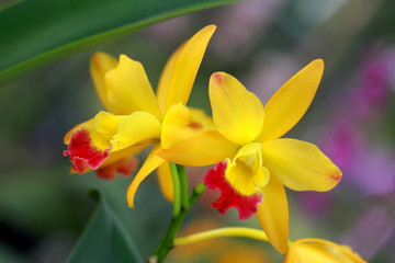 a pair of yellow orchid in nature