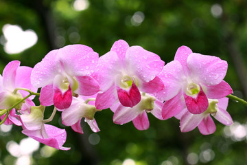 Naklejka na ściany i meble a group of pink orchids