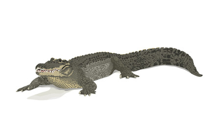 Naklejka premium saltwater crocodile - Crocodylus porosus