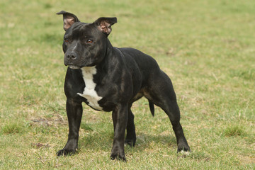 robustesse du petit molosse