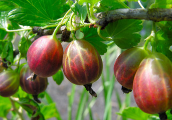ripe gooseberries