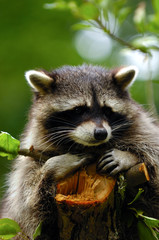 Sad raccoon