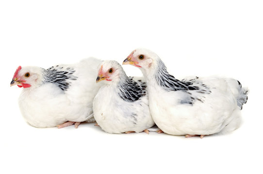 Chickens resting on white background