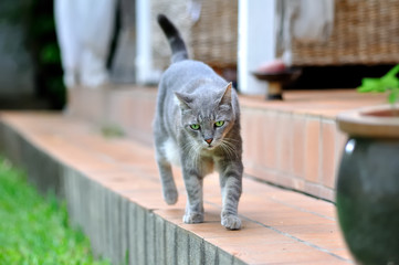 kalou 6