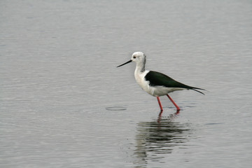 water bird (himantopus himantopus), nature animal photo
