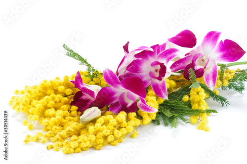 MIMOSE IMMAGINI DA SCARICARE