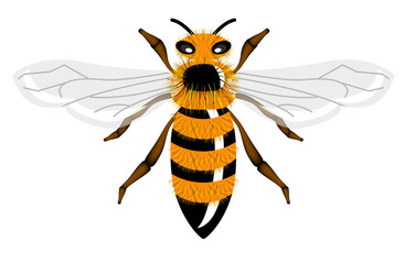 Vector insect - bee