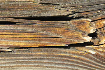 текстура дерева © Tapok