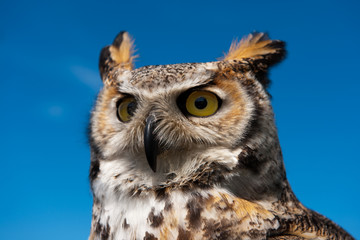 Eagle-owl