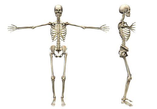 Skeleton Human - 3d render