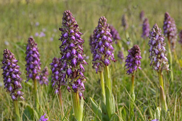 Orchis Pourpré01