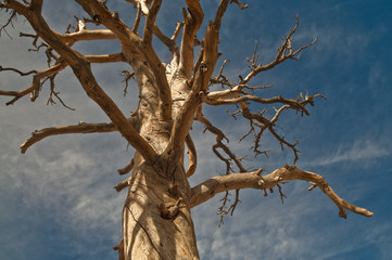 Dead Tree