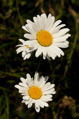Fototapeta premium fioritura estiva, Monte Baldo