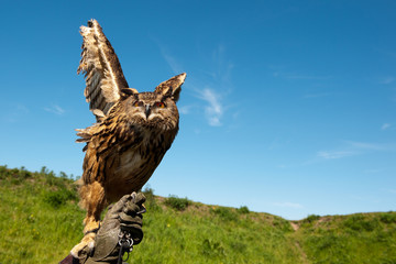 Owl on hand with glove