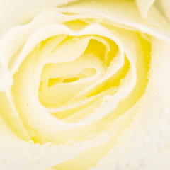 White rose