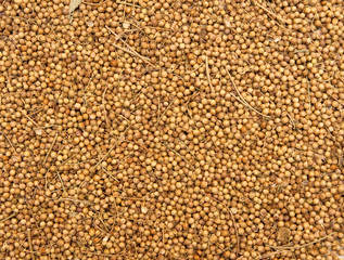 spices