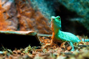 green lizard