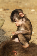 Baby baboon sitting on the back of its mother