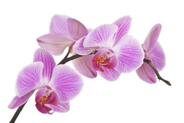 Fototapeten Orchidee (hellrosa)  4 © Lena Balk