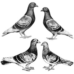 pigeons