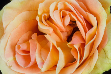 A Rose