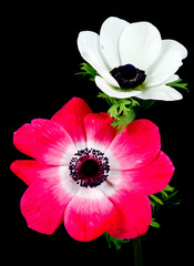 Anemone