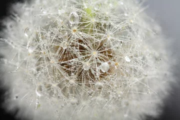 Abwaschbare Fototapete Löwenzahn und Wasser Löwenzahnkopf, Makro