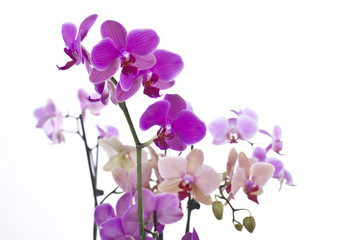Fototapeta na wymiar Orchid (pink, rose, fioletowy) # 3