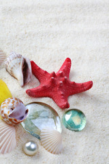 Fototapeta na wymiar sea shell on sand