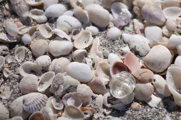 Shells on the beach