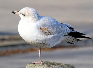 Seagull balancing on one foot