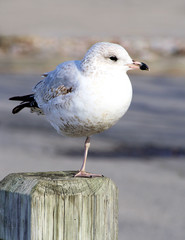 Seagull balancing on post watching the world go by