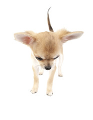 cute chihuahua puppy looking down