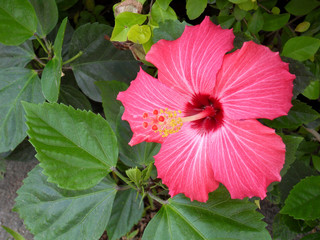 Hibiscus in Amazonas