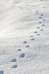雪原に付いた動物の足跡