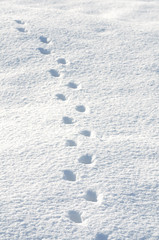 雪原に付いた動物の足跡