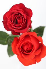 Naklejka premium Red & Coral Roses
