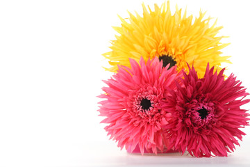 Gerber Daisy Trio