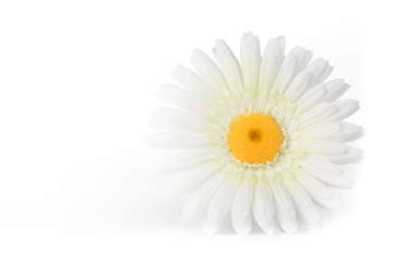 White Gerber Daisy