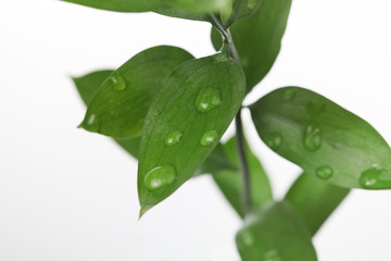 Leaves with Water Drops